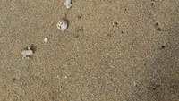 perhiasan di pasir Pantai Ngruput