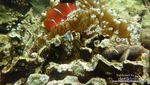 Cantiknya Alam Bawah Laut di Selatan Lampung