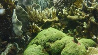 Soft coral dan hard coral