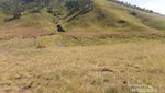 Cantiknya Bukit Teletubbies Bromo Bikin Rindu