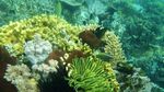 Cantiknya Bunaken yang Terkenal Hingga Mancanegara