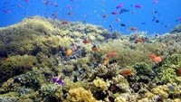 Tertarik ke Bunaken? (rumahkayu.blogdetik.com)