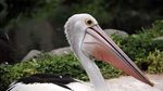 Cantiknya Burung Berwarna-warni di Bali Bird Park