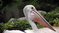 Burung Pelikan yang cantik (Angela Jennifer Aroemrasni/dTraveler)