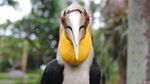 Cantiknya Burung Berwarna-warni di Bali Bird Park