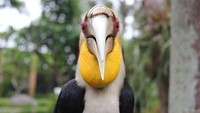 Burung Rangkong (Angela Jennifer Aroemrasni/dTraveler)