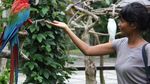 Cantiknya Burung Berwarna-warni di Bali Bird Park