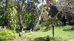 Cantiknya Burung Berwarna-warni di Bali Bird Park