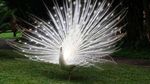 Cantiknya Burung Berwarna-warni di Bali Bird Park