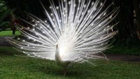 Burung Merak Albino, salah satu koleksi di Bali Bird Park (Angela Jennifer Aroemrasni/dTraveler)