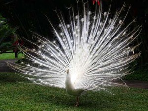 Cantiknya Burung Berwarna-warni di Bali Bird Park