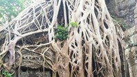 Akar yang tumbuh menutupi reruntuhan, memberi kesan yang tidak biasa untuk sebuah candi