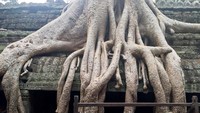 Akar yang tumbuh besar seperti jari-jari yang mencengkeram