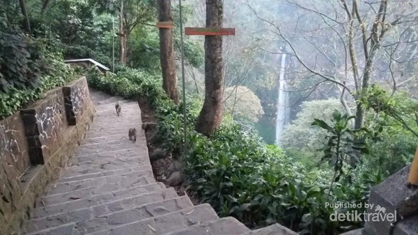 Sekumpulan monyet ekor panjang yang dapat kita jumpai di anak tangga menuju lembah Curug Cimahi