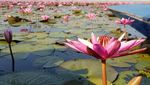 Cantiknya Danau Teratai Pink di Udon Thani, Thailand