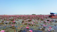 Hamparan teratai pink