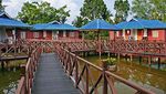 Cantiknya Kunang-kunang di Firefly Park, Malaysia