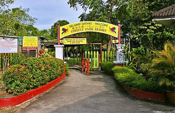 Cantiknya Kunang  kunang  di Firefly Park Malaysia