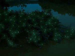 Cantiknya Kunang-kunang di Firefly Park, Malaysia