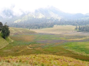 Cantiknya! Padang Lavender Oro-oro Ombo di Gunung Semeru