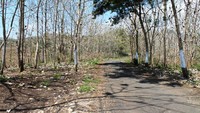 Hutan jati menghiasi jalan menuju Pantai Brumbun (foto:Wendy S)