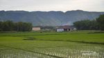 Cantiknya Sawah di Tepian Danau Toba