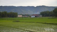 Indahnya sawah dengan latar pegunungan