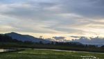 Cantiknya Sawah di Tepian Danau Toba