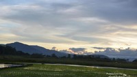 Sawah berlatarkan pegunungan, danau dan senja