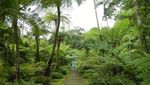 Cantiknya Taman Lumut dan Paku di Kebun Raya Cibodas