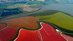 Cantiknya Tambak Warna Warni di Teluk San Francisco