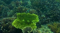 Hanya berjarak beberapa meter saja dari pantai