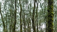 Spot foto dihutan ampupu fatumnasi