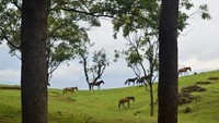 Bagaimana, apakah kalian tertarik ke kabupaten Timor Tengah Selatan?