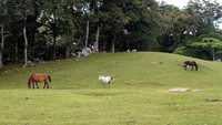 Sabana dan kuda-kuda liar ikut mempercantik tempat ini