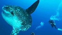 Menyelam bersama Mola-mola di perairan Nusa Penida (baligreatadventure.net)