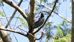 Cara Lain Nikmati Sumba: Birding