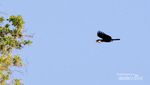 Cara Lain Nikmati Sumba: Birding