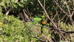 Cara Lain Nikmati Sumba: Birding