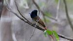 Cara Lain Nikmati Sumba: Birding