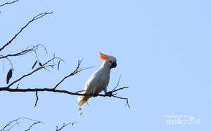 Cara Lain Nikmati Sumba: Birding
