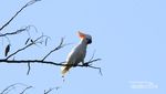 Cara Lain Nikmati Sumba: Birding