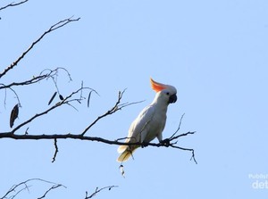 Cara Lain Nikmati Sumba: Birding