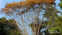 Pohon unik yang berada di area perkemahan.
