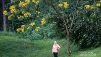 Pohon berbunga kuning yang menjadi spot favorit untuk berfoto.
