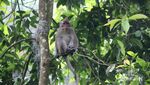 Cara Nikmati Bogor Saat Weekend, Kemping di Buper Sukamantri