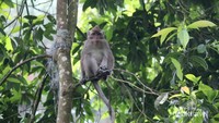 Seekor monyet yang bersantai di atas pohon.