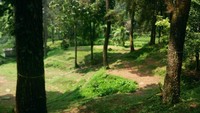 Deretan pohon pinus yang menambah kesejukan di Bumi Perkemahan Sukamantri