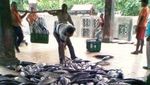 Cari Lobster Murah di Gunungkidul, ke Pantai Sadeng Saja!