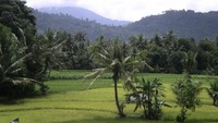 Persawahan dan Perbukitan di Bagian Timur Kota Padang